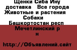 Щенки Сиба Ину доставка - Все города Животные и растения » Собаки   . Башкортостан респ.,Мечетлинский р-н